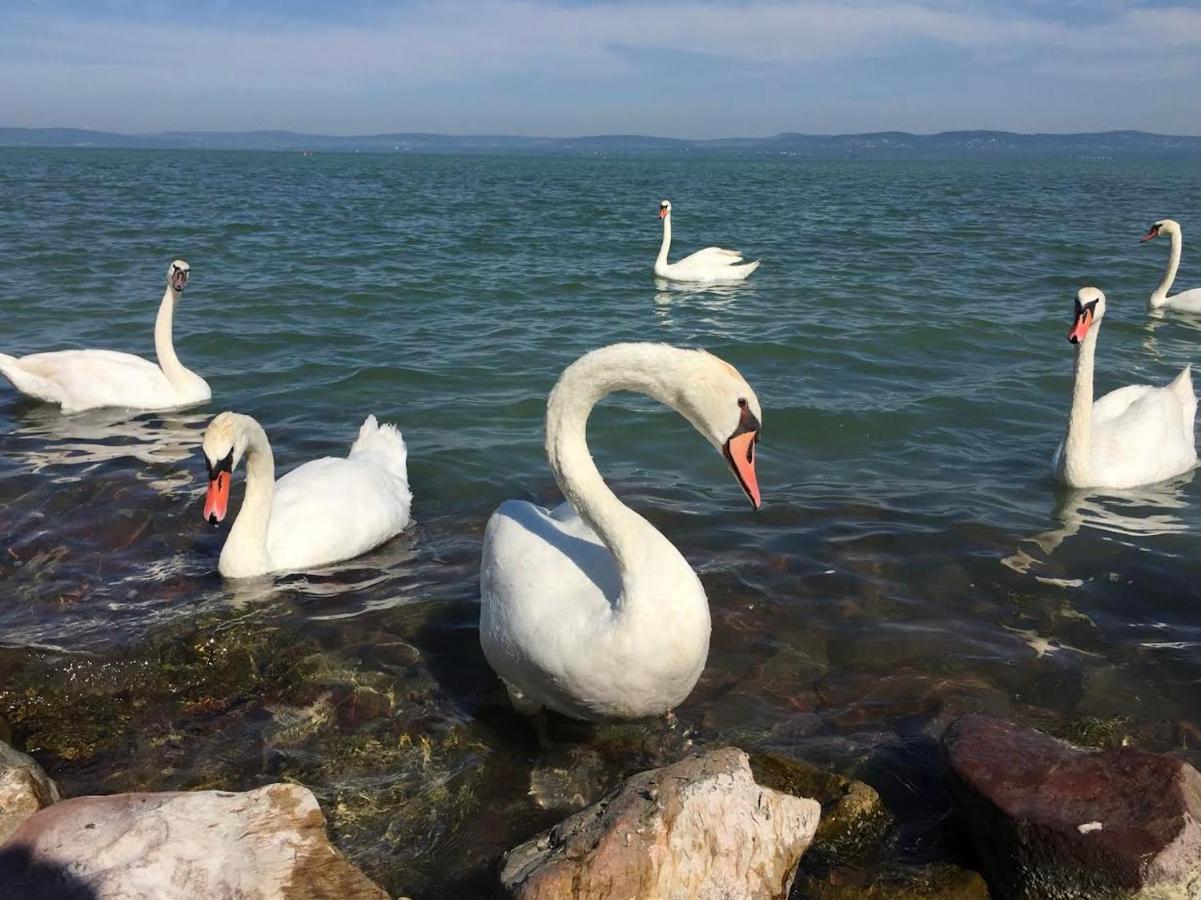 Zawia Apartman Apartment Balatonföldvár Екстериор снимка